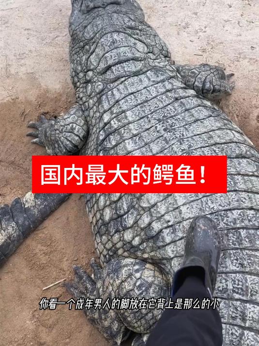 国内最大的鳄鱼!