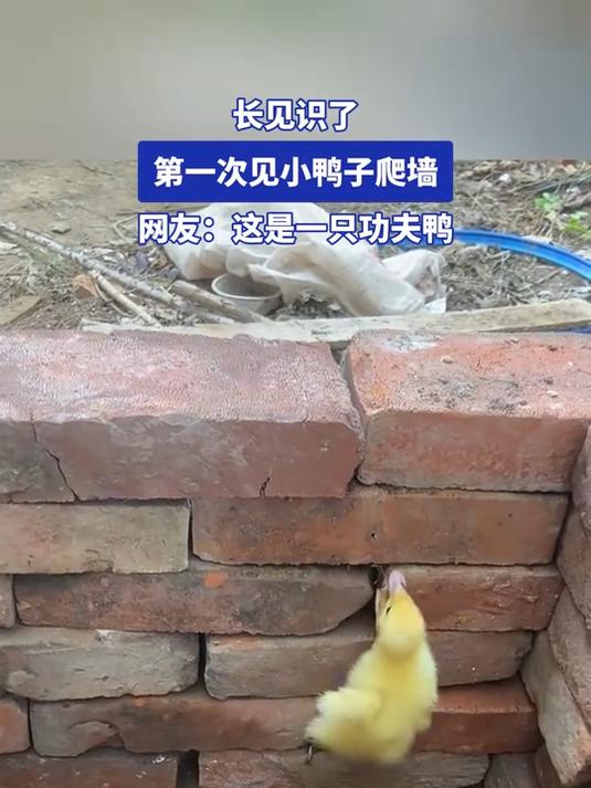 长见识了，第一次见小鸭子爬墙，网友：这是一只功夫鸭