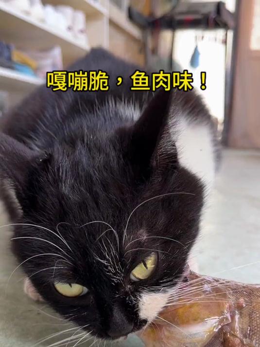 奶牛爱吃新鲜鱼!