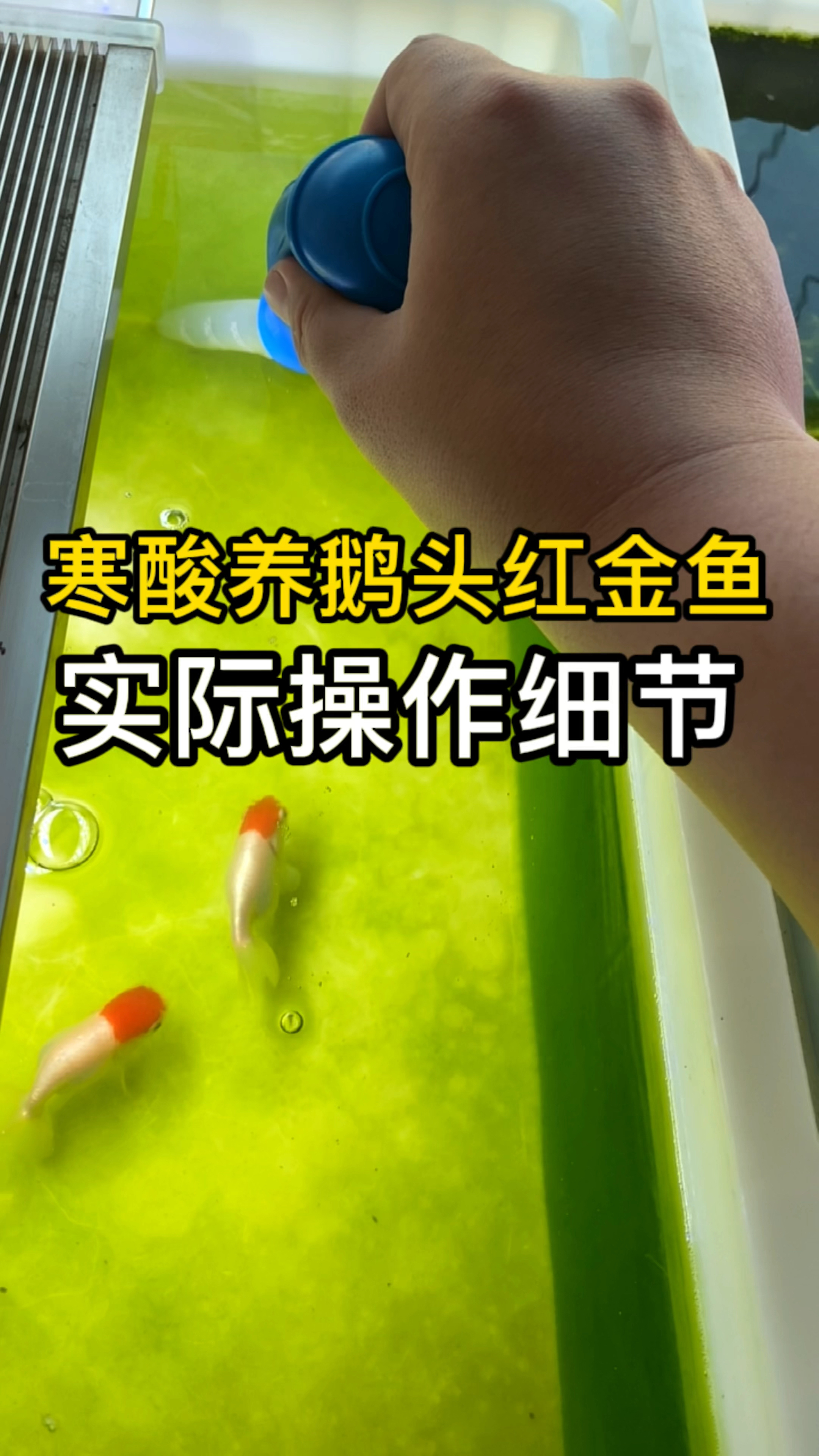 实操一下寒酸设备养鹅头红金鱼的操作,养鱼新手看看