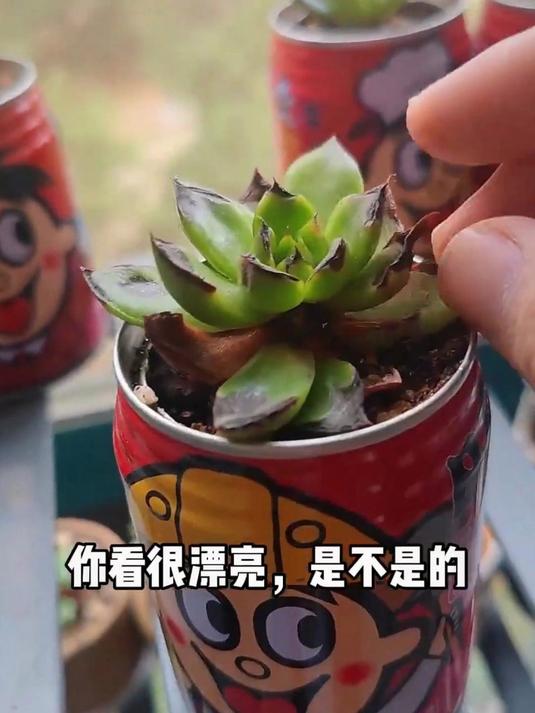 黑玫瑰,黑水晶,我的旺仔多肉也要小命不保了