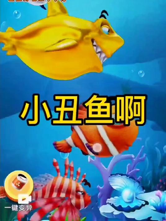 大鱼吃小鱼,小鱼吃虾米,我最喜欢小丑鱼!