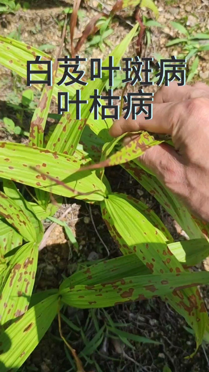 白芨叶斑病,叶枯病你认识清楚吗