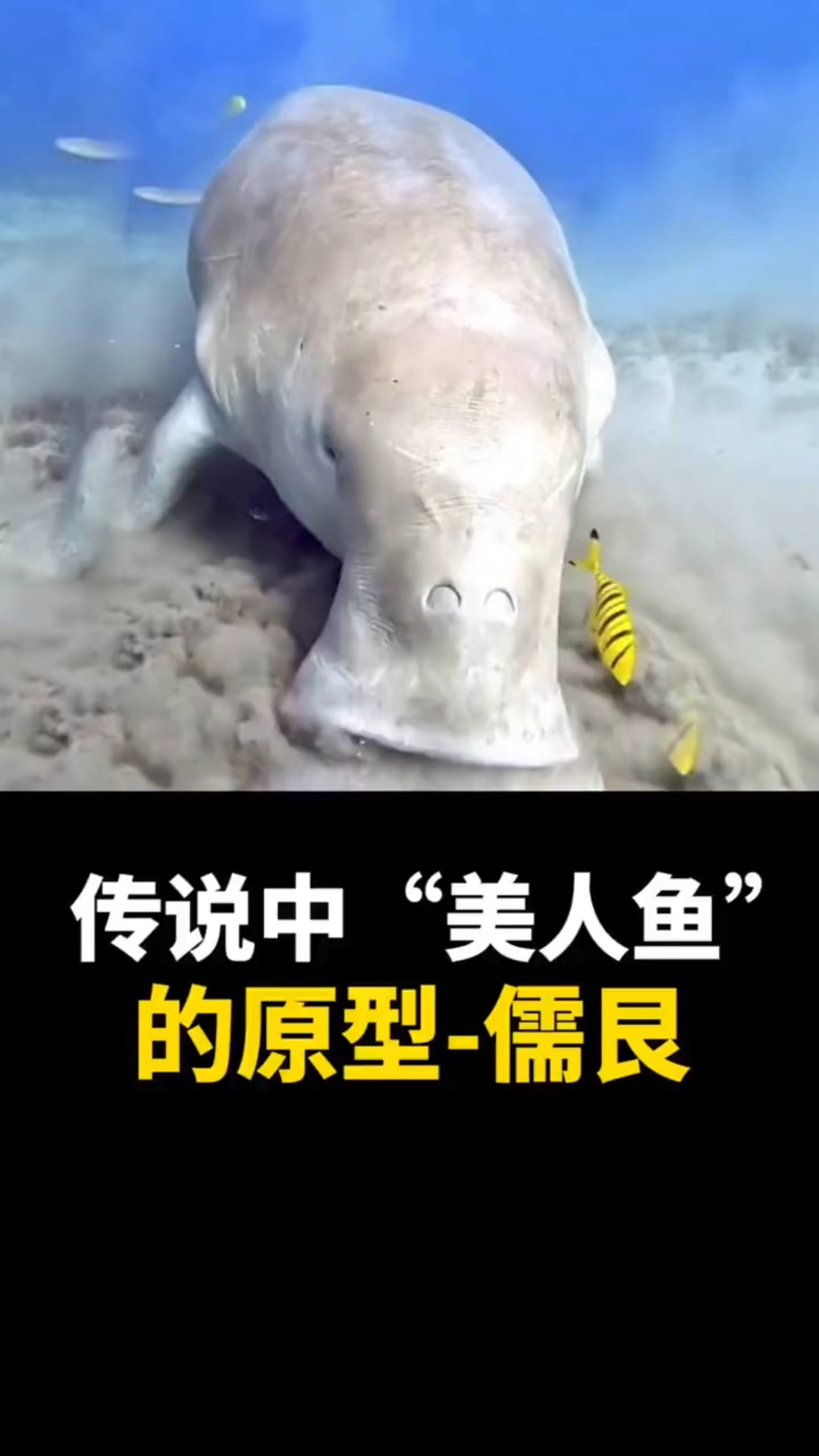 痛心!“美人鱼”儒艮已功能性灭绝!最后一次出现已经是14年前。