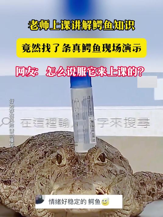 老师上课讲解鳄鱼知识 竟然找了条真鳄鱼现场演示 网友:怎么说服它来上课的?