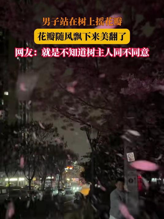 #马上就出发#男子站在树上摇花瓣,花瓣随风飘下来美翻了,网友:就是不知道树主人同不同意