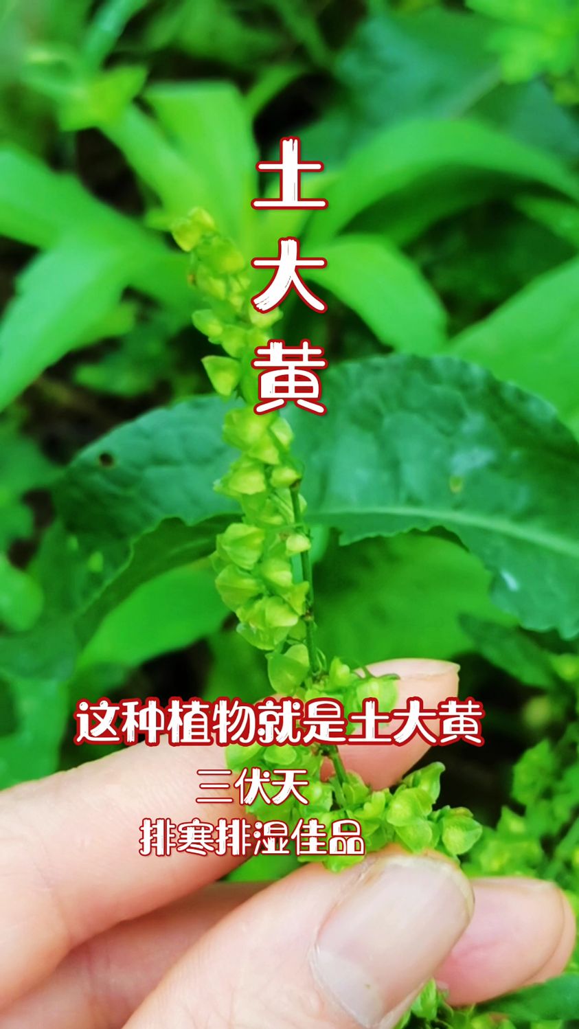 土大黄,又叫野菠菜。它的根和叶子有用,你知道吗?
