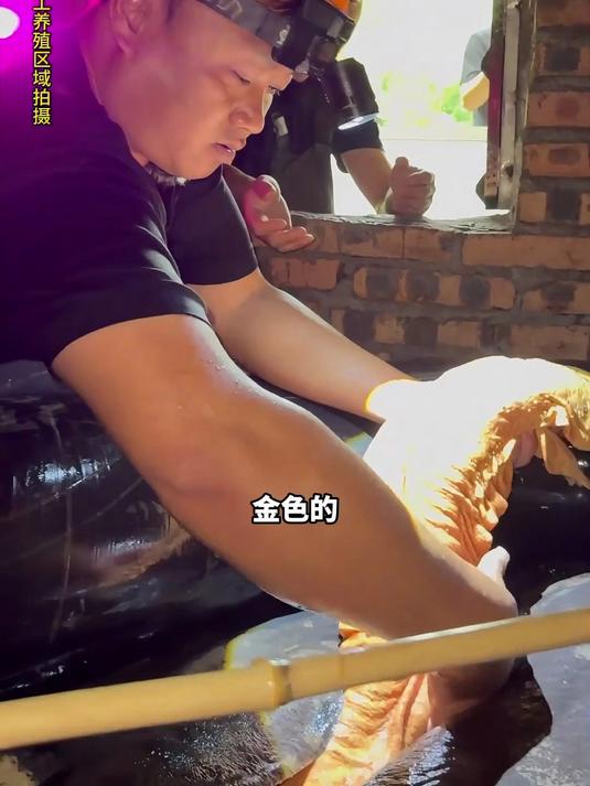 在山洞深处养的“娃娃鱼”竟然能长这么大？下