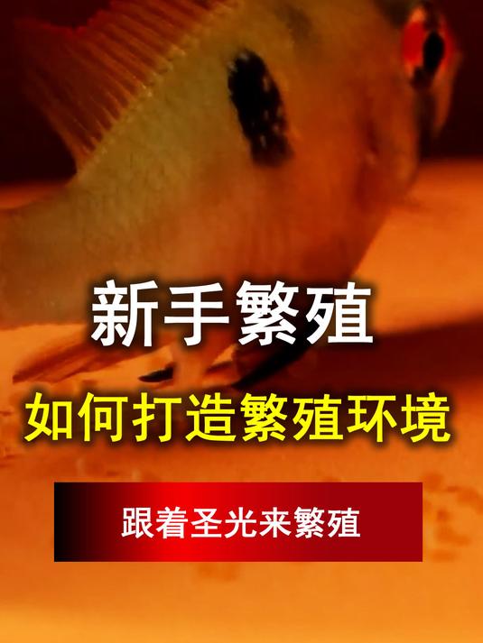 60的缸用什么过滤器,哪种过滤器通吃,过滤器里都要放什么东西