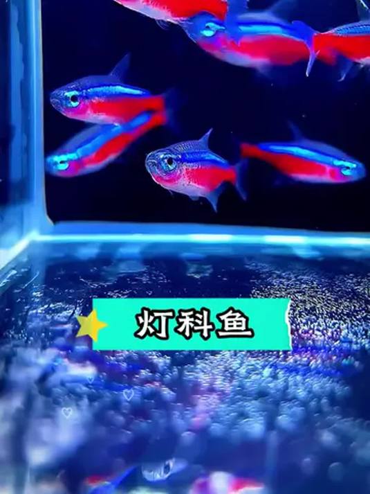 红绿灯鱼:小型灯科观赏鱼,好看易养真不错
