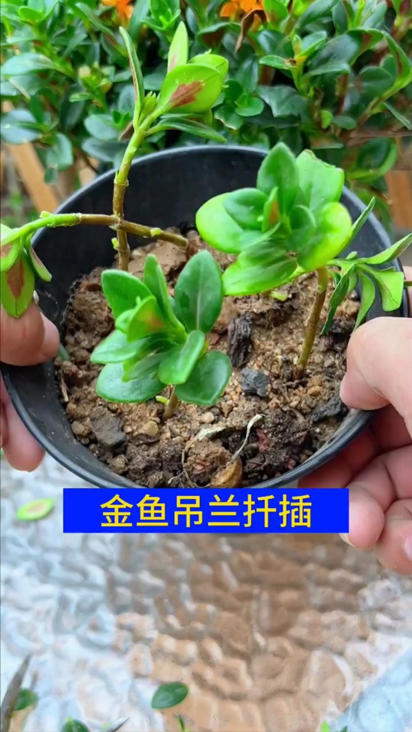 金鱼吊兰“扦插”技巧