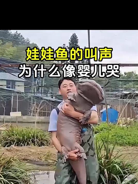 娃娃鱼的叫声为什么像婴儿哭？
