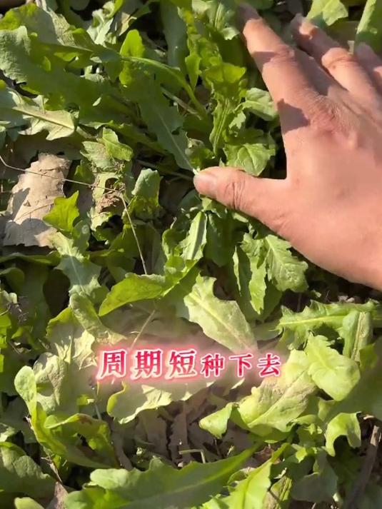 荠菜正当鲜!种子撒下去成片,开春就能采了吃!