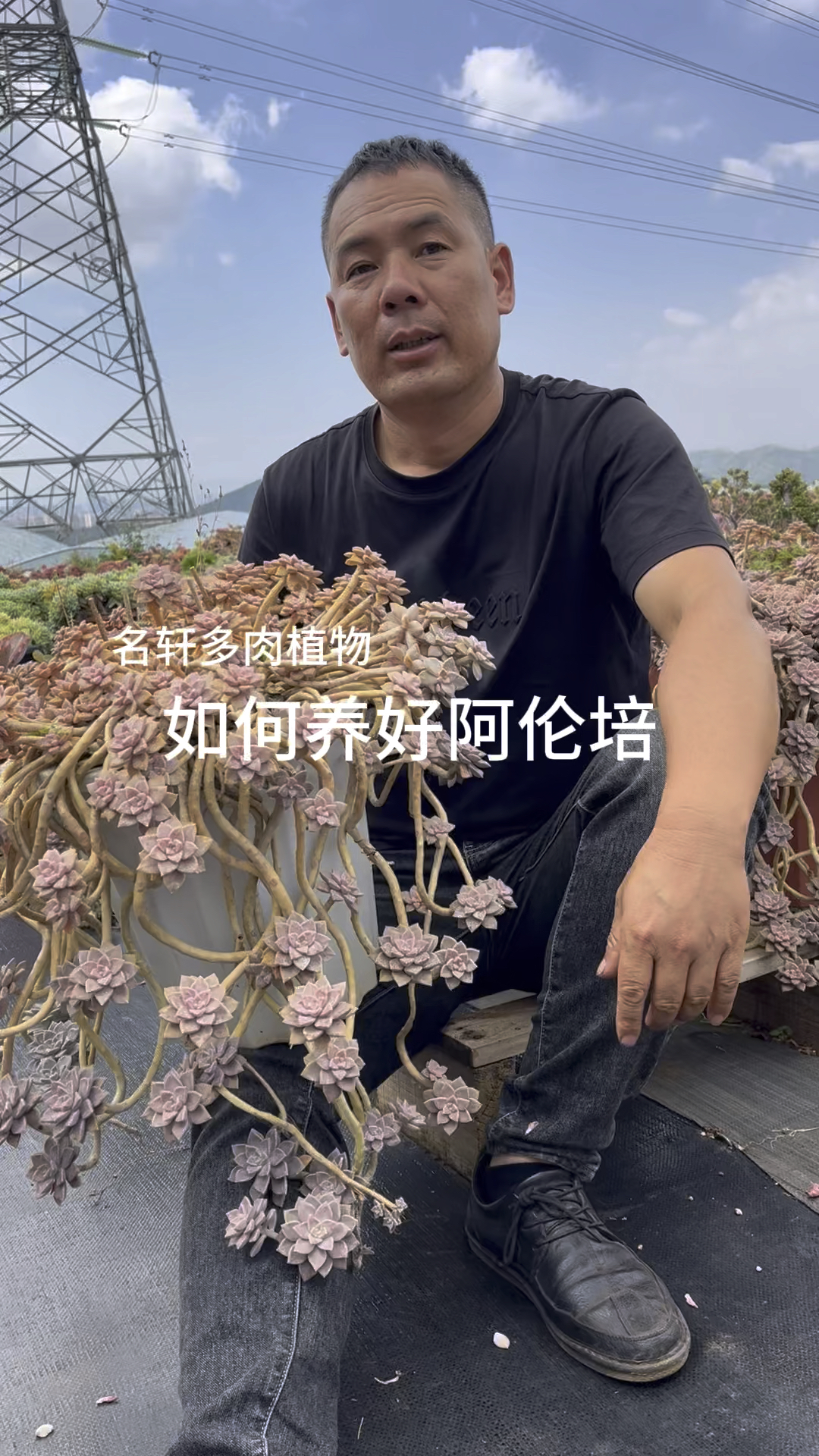 多肉植物阿伦培养护