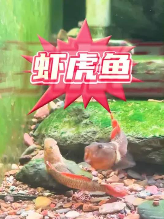 溪流缸养虾虎鱼 水质脏它饱 不换水也有透亮缸