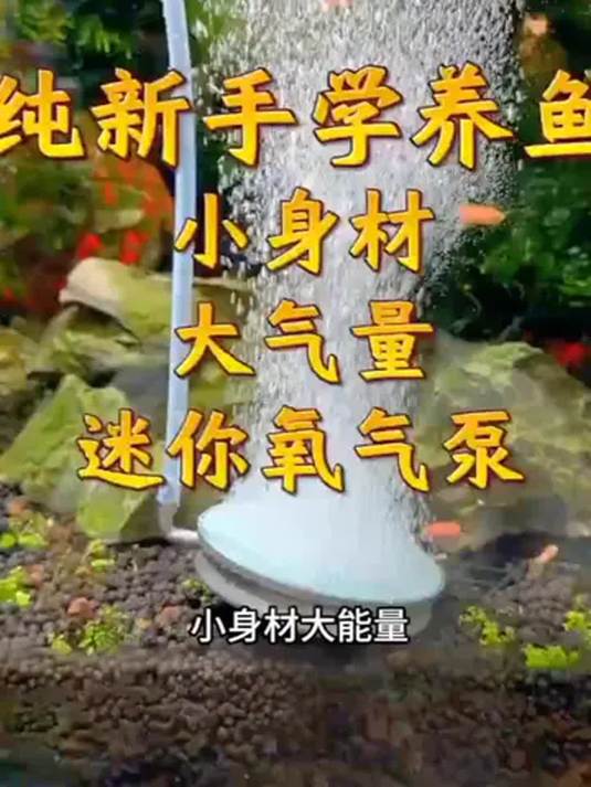 水族箱增氧机咋选?实用技巧帮您挑对氧气泵