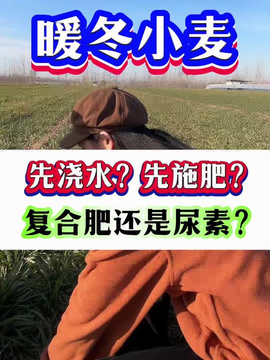 暖冬小麦 先浇水还是先施肥