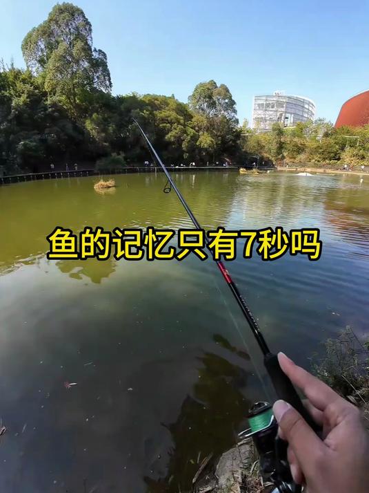 鱼真的只有7秒记忆吗？真相让你大吃一惊