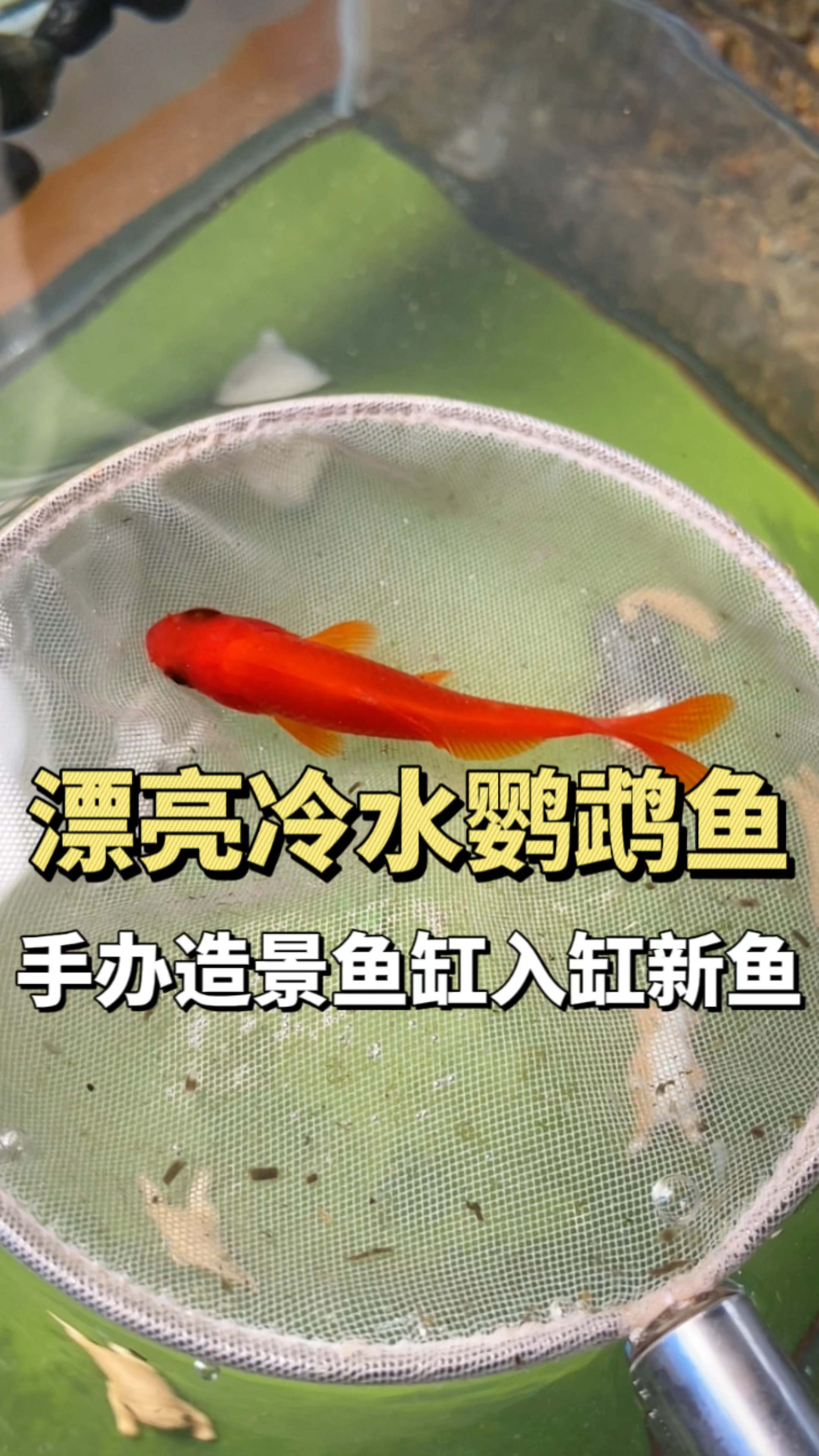 漂亮的冷水鹦鹉鱼,手办造景鱼缸入缸新鱼