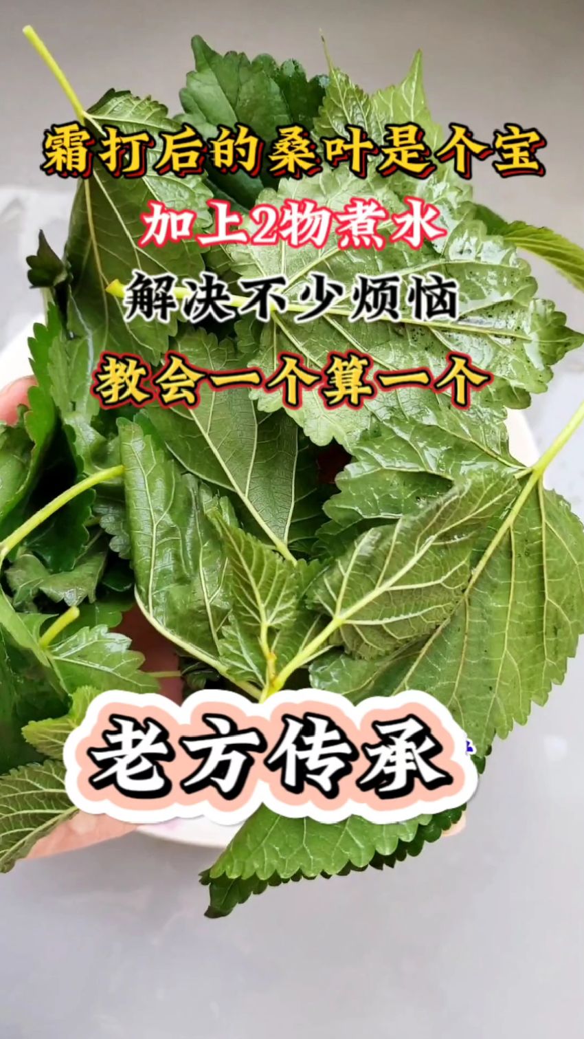 霜打后的桑叶是个宝,90岁奶奶告诉我的老方子,加上2物煮水,好处厉害了