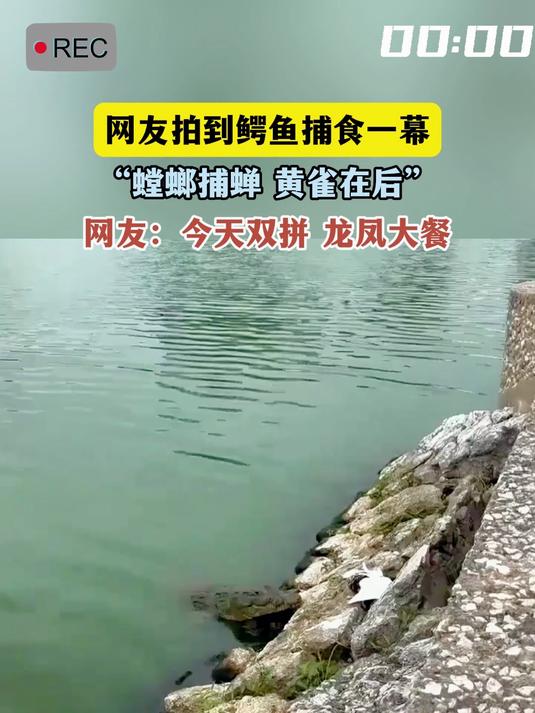 网友拍到鳄鱼捕食一幕,“螳螂捕蝉 黄雀在后”,网友:今天双拼 龙凤大餐