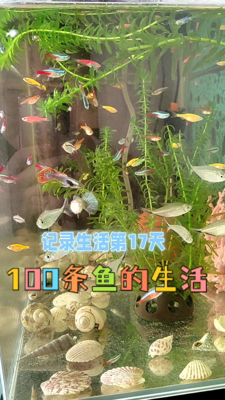 混养热带鱼,100条鱼一起游动太漂亮了