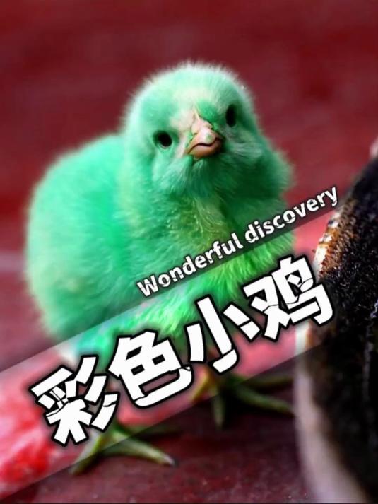 彩色小鸡为什么养不活?它悲惨的一生又是怎样的?