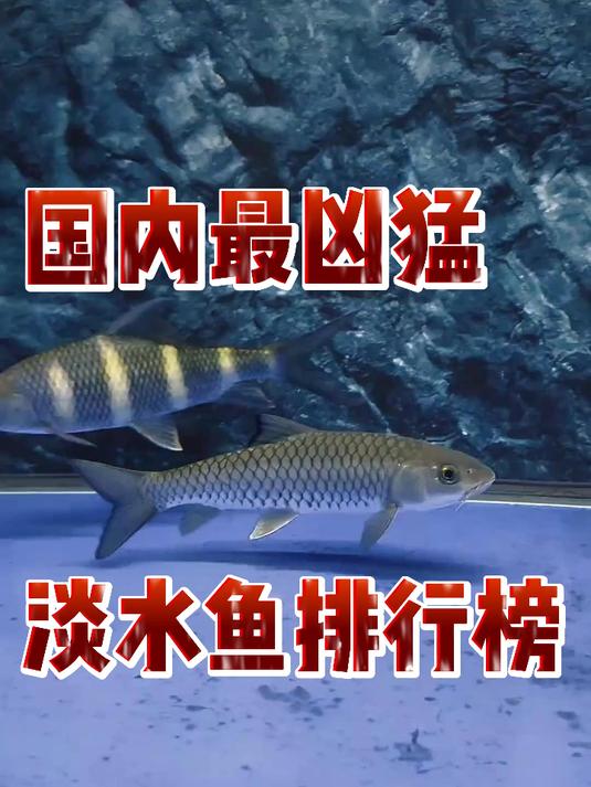 国内最凶猛淡水鱼排行榜