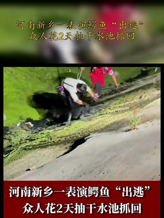 河南新乡一表演鳄鱼“出逃”众人花2天抽干水池抓回