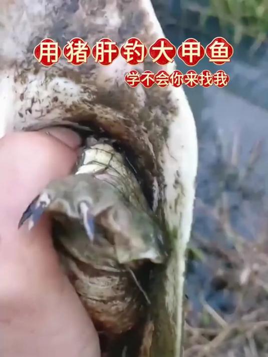 悄悄告诉钓友们，只要装备带对了，其实户外钓甲鱼非常的轻松！