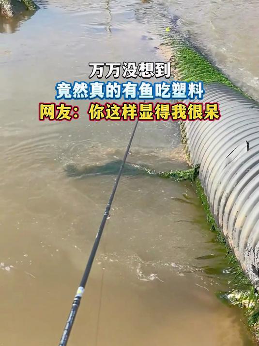 万万没想到,竟然真的有鱼吃塑料,网友:你这样显得我很呆