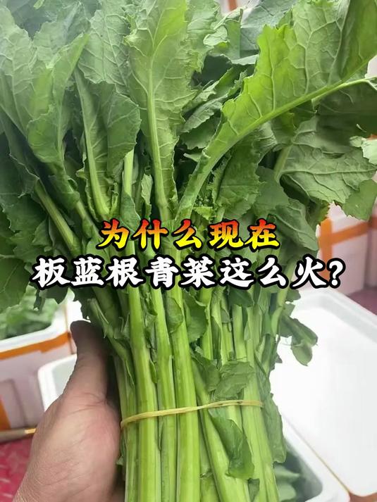 为什么家里有小孩的,都在抢着种板蓝根青菜