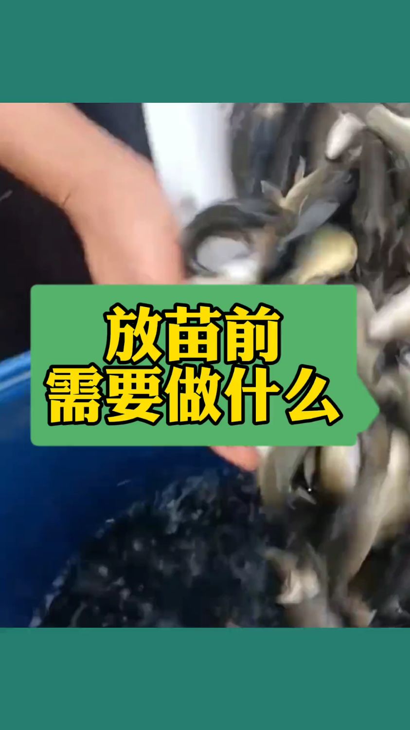 放鱼苗之前需要做些什么呢