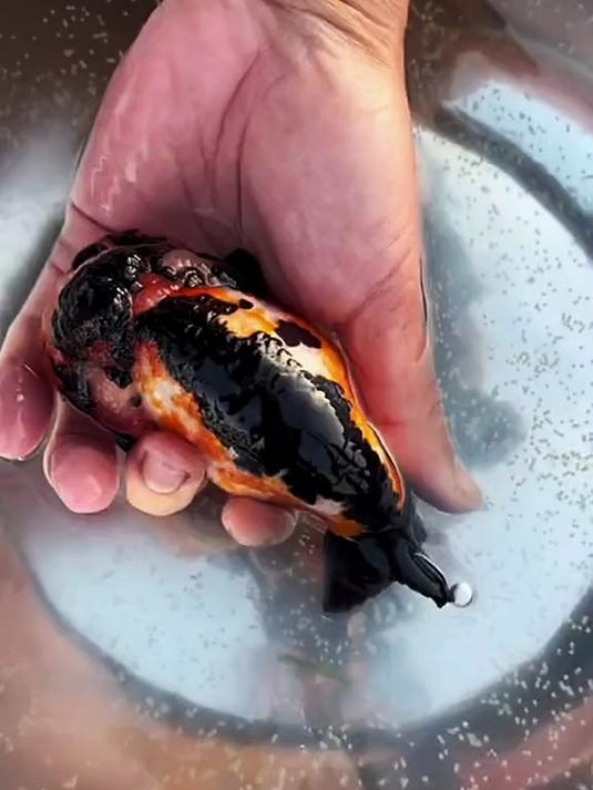 大叔帮鱼儿产卵的画面看着真解压