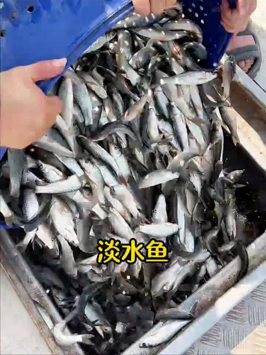 湖南的小鱼小虾,味道真的很不错小鱼小虾农村美食