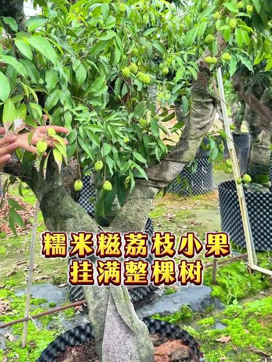 糯米糍荔枝又是谁的最爱？小籽多肉爆汁，真的太甜了