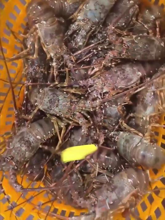 小青龙虾蘸麻酱！香鲜超搭，超满足