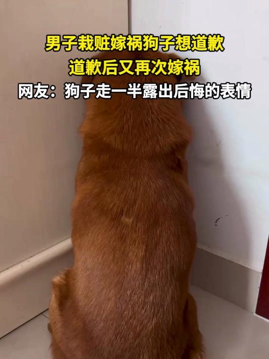 男子栽赃嫁祸狗子想道歉 不料道歉后又再次嫁祸 网友:狗子走一半露出后悔的表情