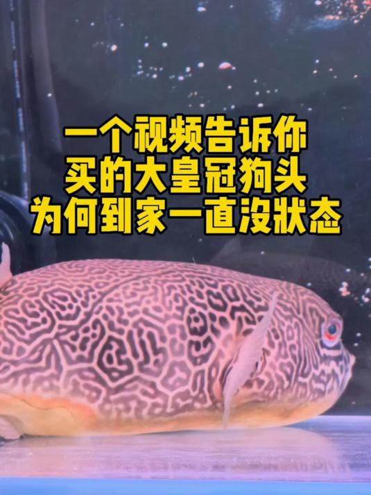 买的大皇冠狗头为何到家一直没状态