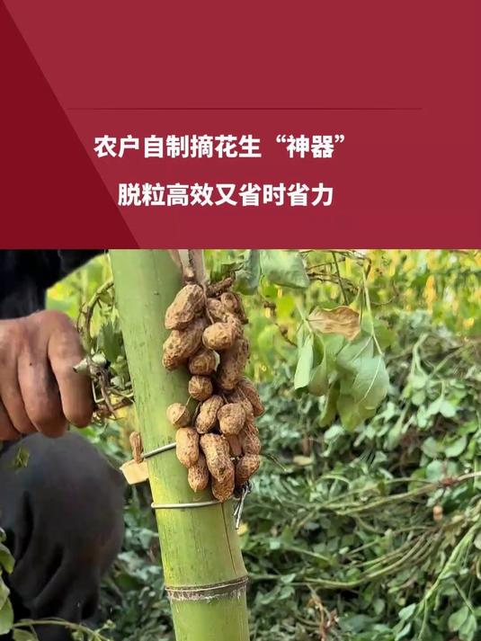 农户自制摘花生“神器”脱粒高效又省时省力