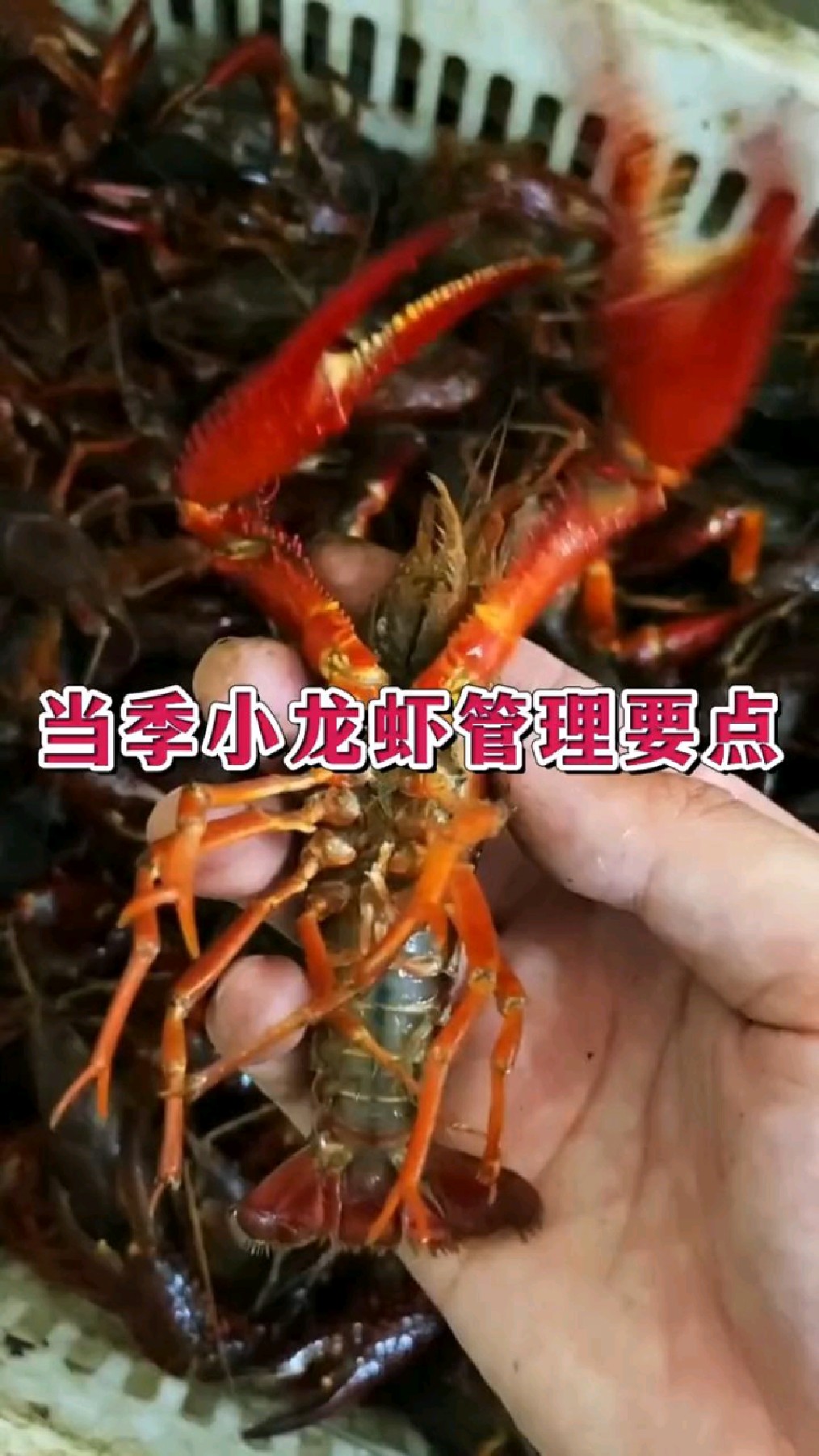 当季小龙虾管理要点