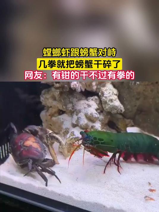 螳螂虾跟螃蟹对峙，几拳就把螃蟹干碎了，网友：有钳的干不过有拳的