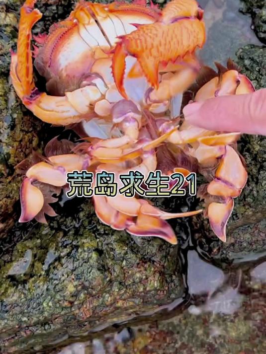 这就是传说中的老虎蟹吗？