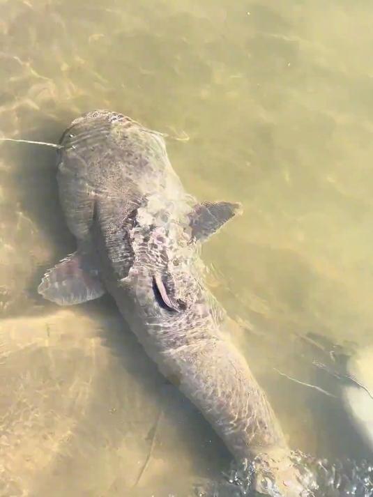 自制饵料，专攻大鲶鱼黄辣丁