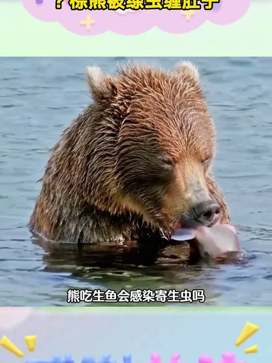 生鱼里的寄生虫有多狠？棕熊被绦虫缠肚子