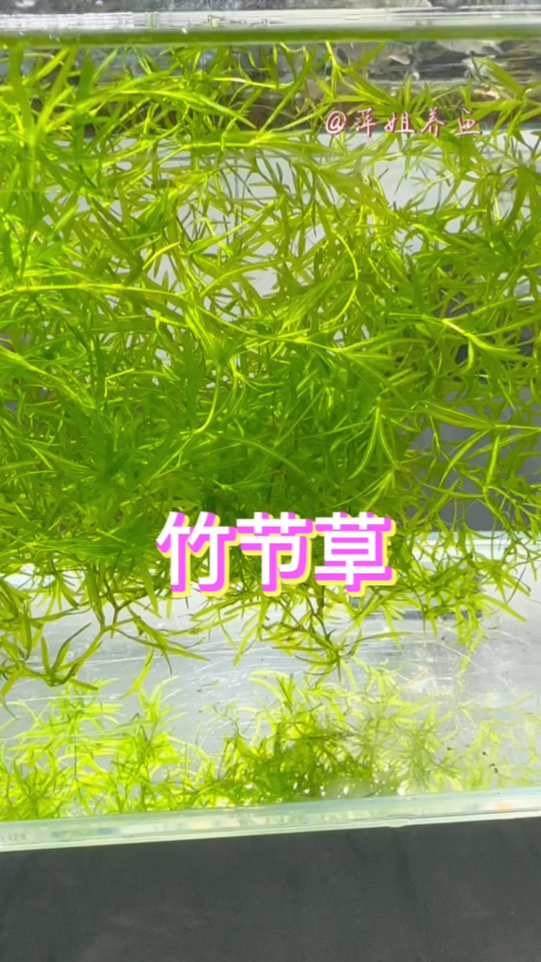 小鱼缸养什么水草合适#水族 #鱼缸里的大自然 #观赏鱼