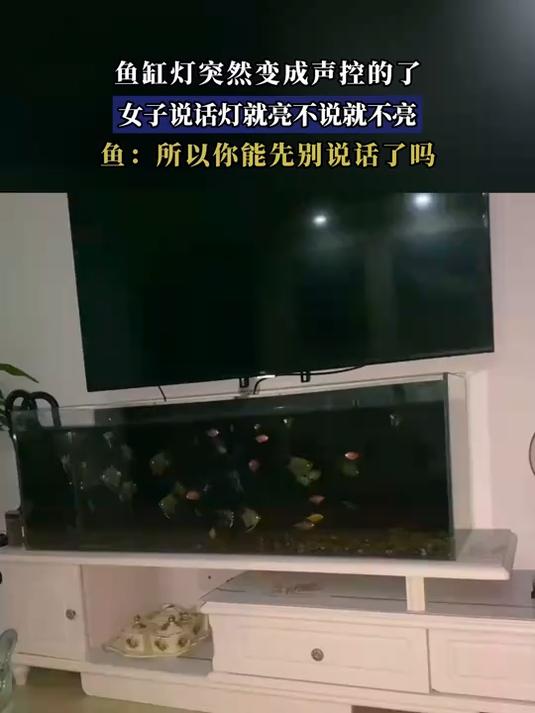鱼缸灯突然变成声控的了,女子说话灯就亮不说就不亮