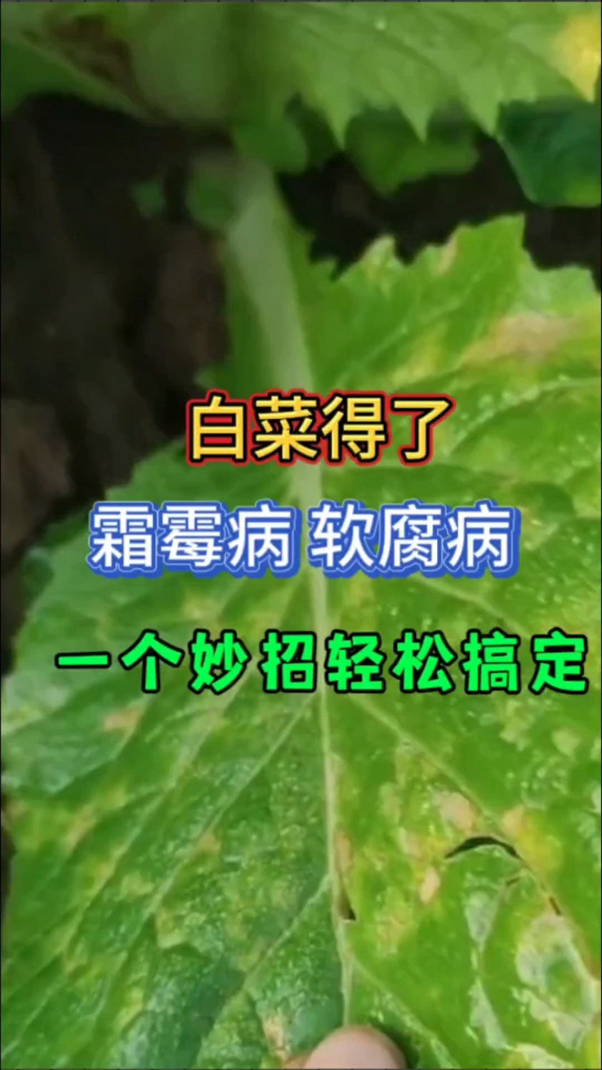 白菜得了霜霉病软腐病一个妙招轻松搞定