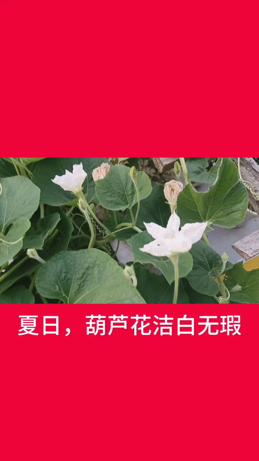 夏日,葫芦花洁白无瑕