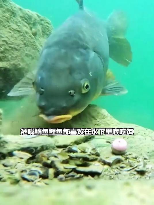 新型三连反底钓组是升级版,通过防缠钢丝连接鱼钩,避免打结!
